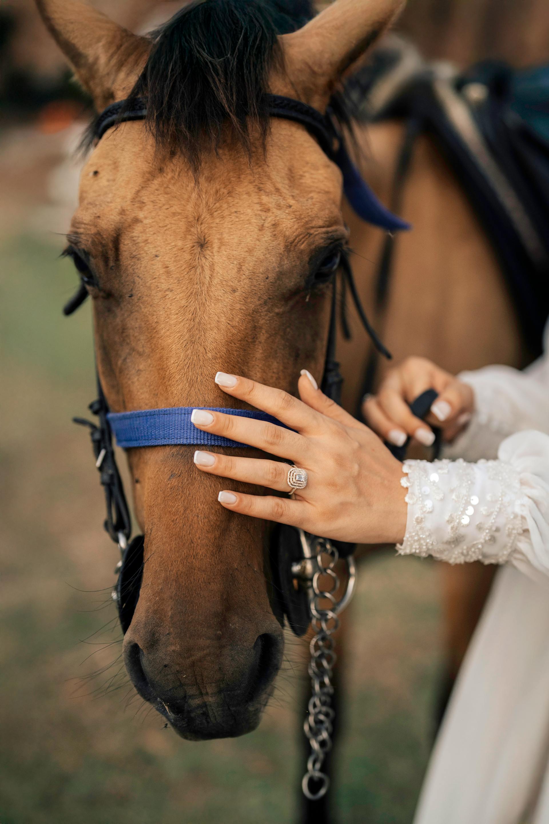 Stable Comfort kötőfék